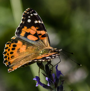 24th Aug 2015 - Painted Lady