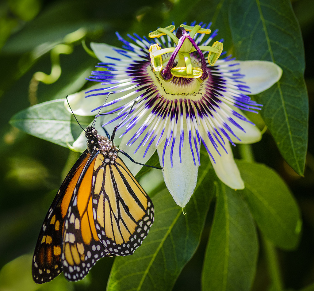 Monarch on Passion Flower  by jgpittenger