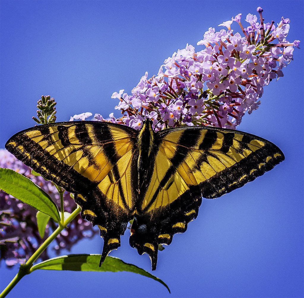 Swallowtail on Butterfly Bush  by jgpittenger