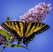 25th Aug 2015 - Swallowtail on Butterfly Bush 