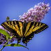 Swallowtail on Butterfly Bush  by jgpittenger