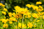 24th Aug 2015 - Yellow flowers