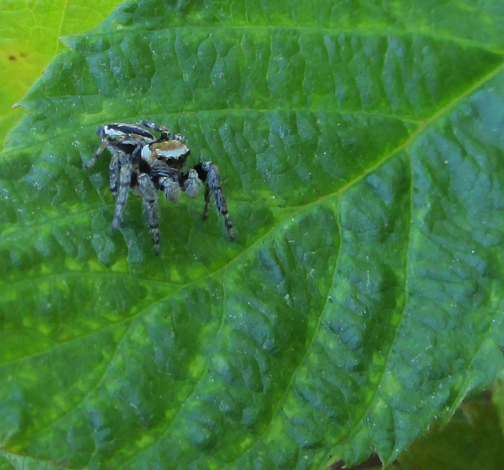 Zebra spider (Salticus scenicus), Seeprahypykki, Sebraspindel  by annelis