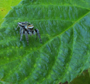 6th Aug 2015 - Zebra spider (Salticus scenicus), Seeprahypykki, Sebraspindel 