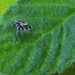 Zebra spider (Salticus scenicus), Seeprahypykki, Sebraspindel  by annelis