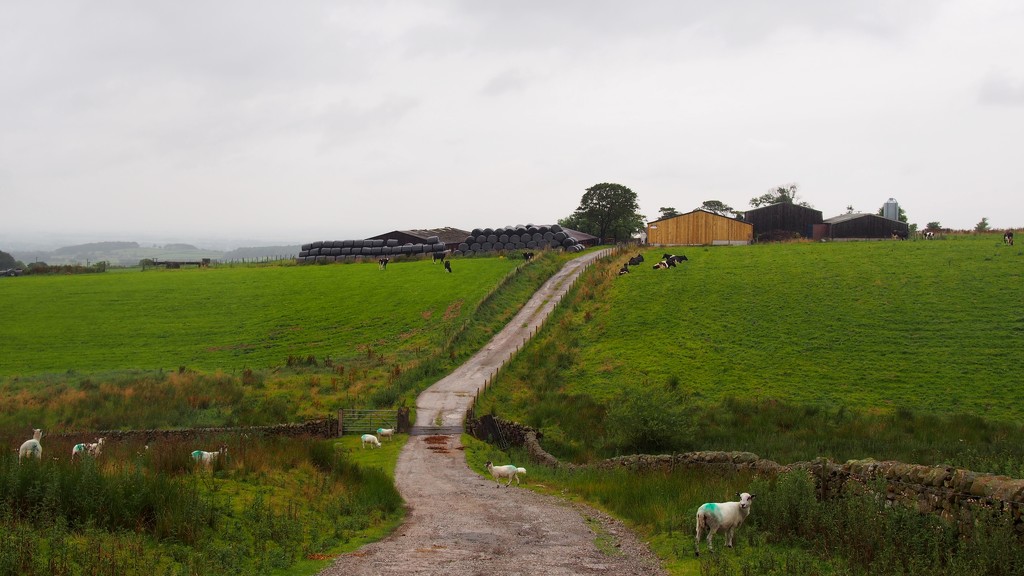 Another Lancashire Farm by happypat