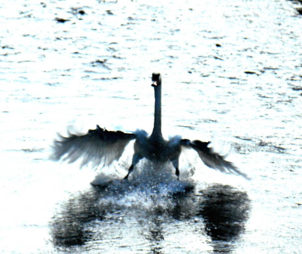 Swan landing.... by snowy