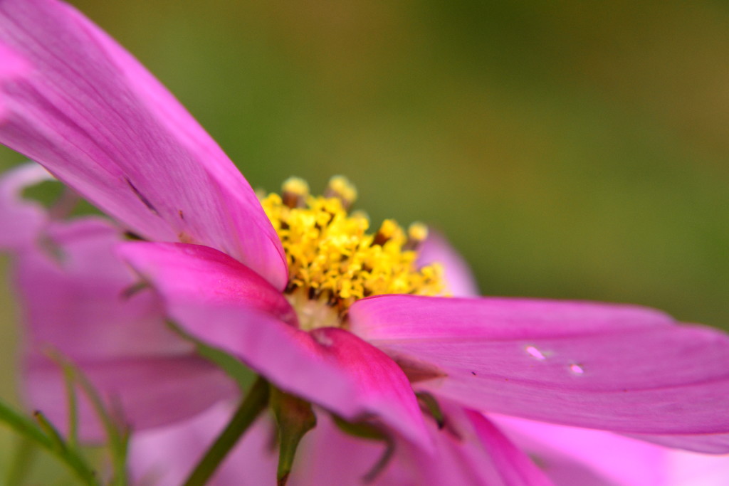 Pink Cosmos by ziggy77