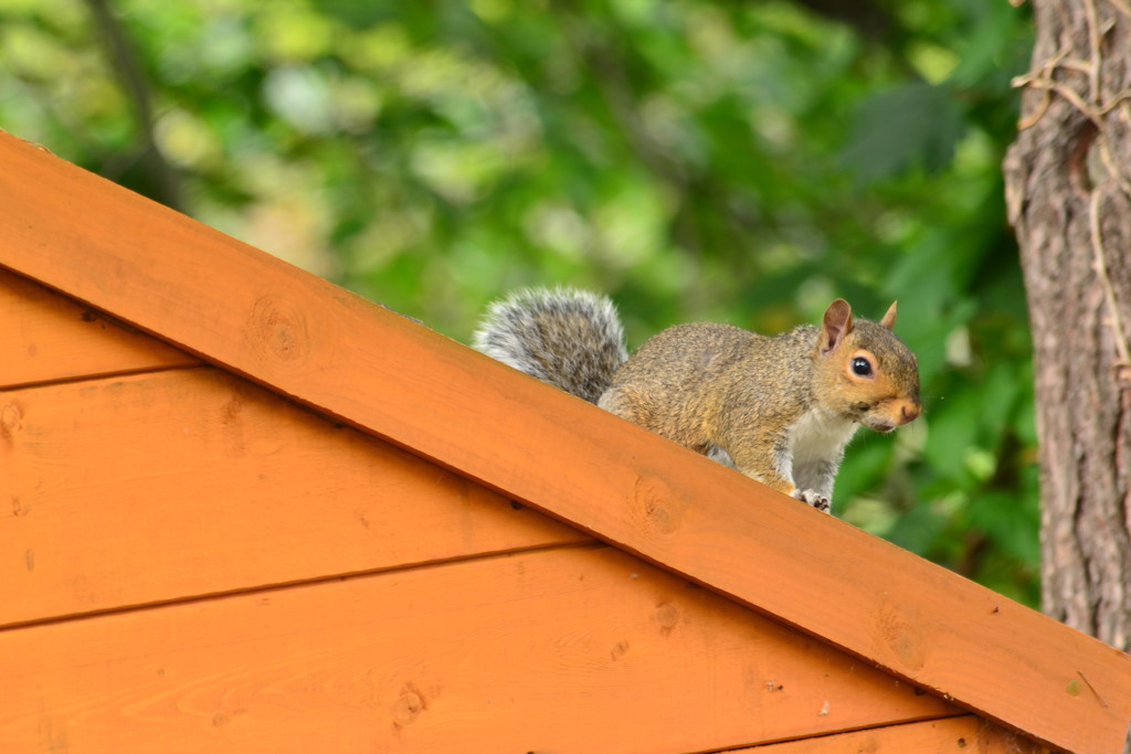Squirrel on a shed roof by ziggy77