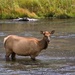 Female Elk (Cow) by lynne5477