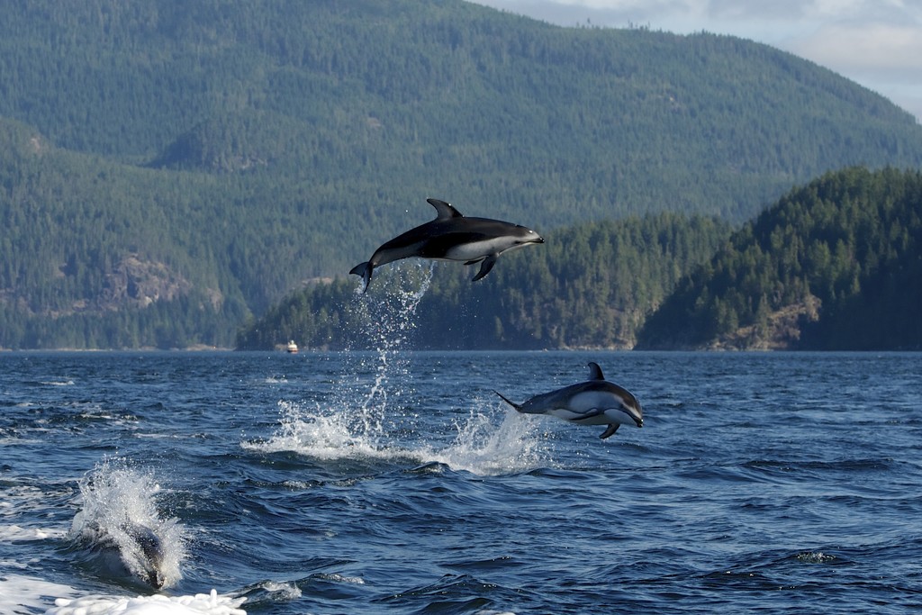 Leaping Dolphins by kwind
