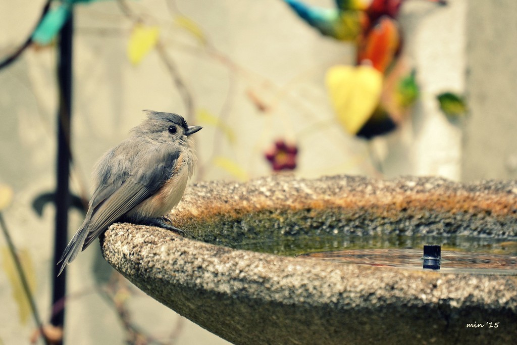Thirsty Tufted Titmouse by mhei