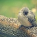 Bird Nap by mhei