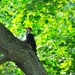 Pileated Woodpecker Squawking at Their Mate by frantackaberry