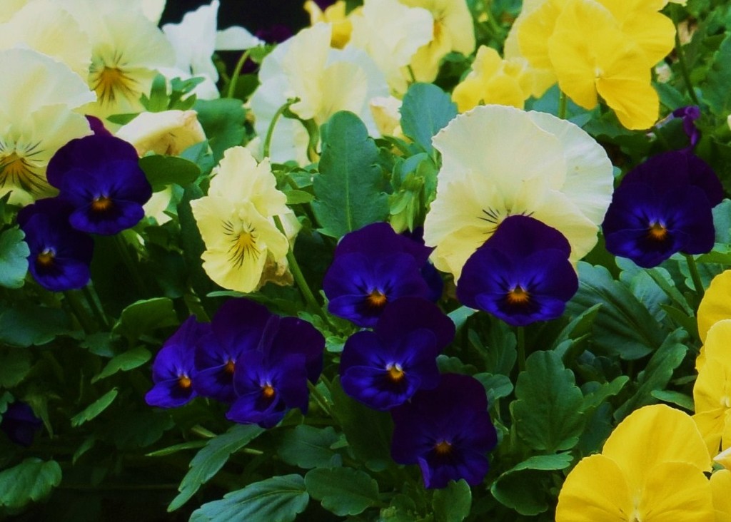 Blue Faced Pansies. by happysnaps