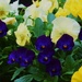 Blue Faced Pansies. by happysnaps