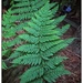 A Fern and a Fly by aikiuser