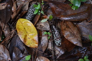 25th Aug 2015 - Yellow leaf and forest floor still life, Charles Towne Landing State Historic Site