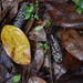 Yellow leaf and forest floor still life, Charles Towne Landing State Historic Site by congaree