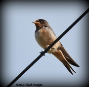 25th Aug 2015 - Young swallow
