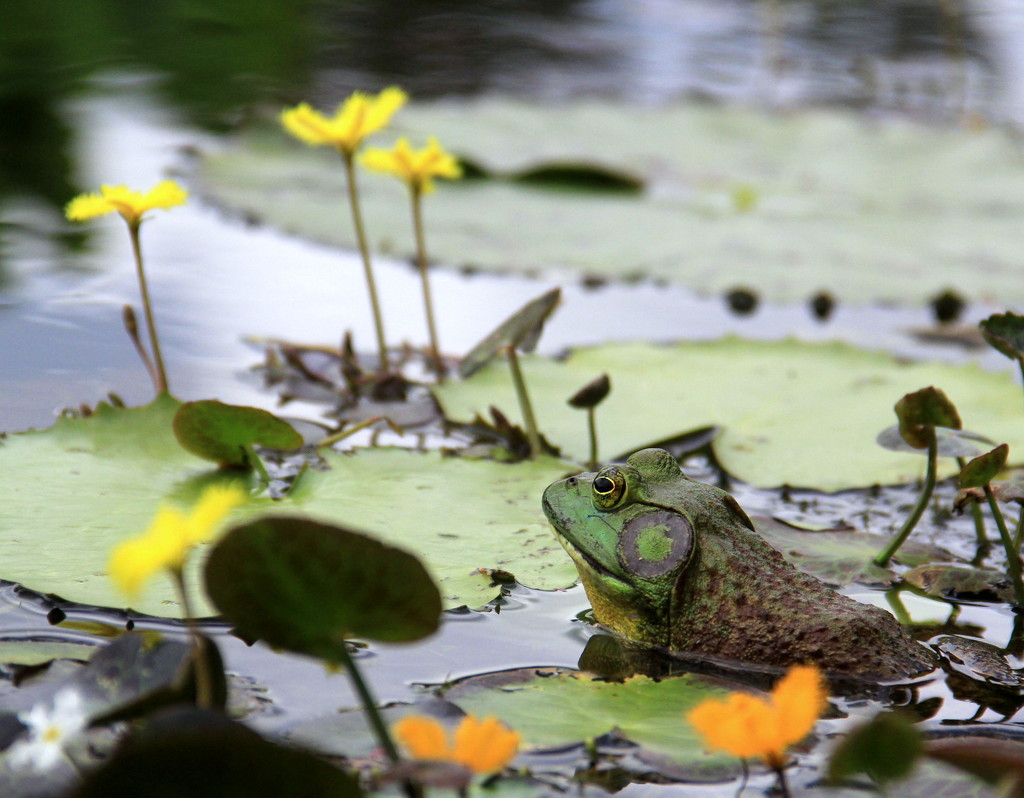 At Home Among The Lilypads by calm