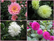 25th Aug 2015 - Dahlia Collage