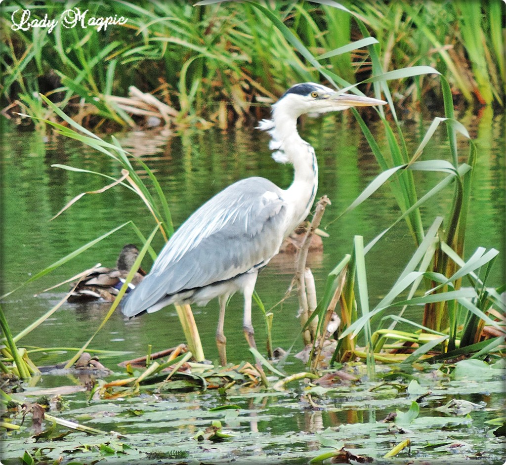 Heron among the Reeds by ladymagpie