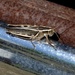 Grasshopper on a truck bumper, Kansas by annepann
