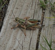 26th Aug 2015 - Grasshopper, Cimmaron National Grassland,  Kansas