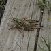 Grasshopper, Cimmaron National Grassland,  Kansas by annepann