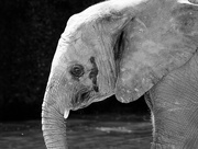 25th Aug 2015 - Young African Elephant