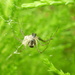 Spinning spider  by countrylassie