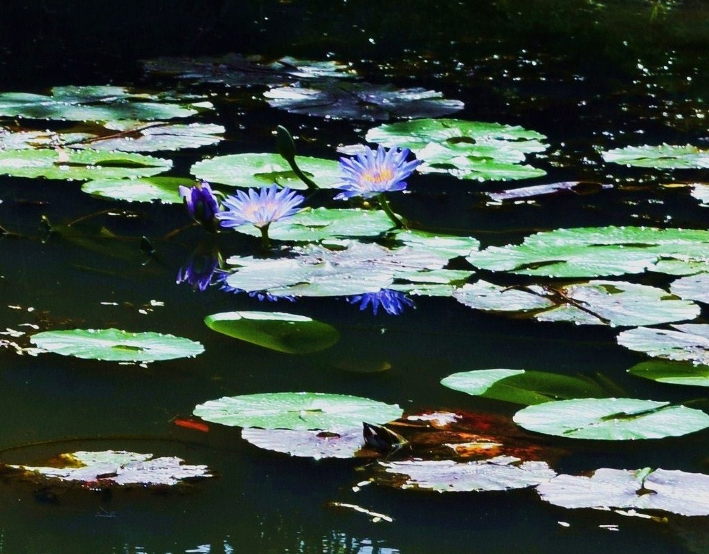 More Water Lily's by happysnaps