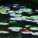 More Water Lily's by happysnaps