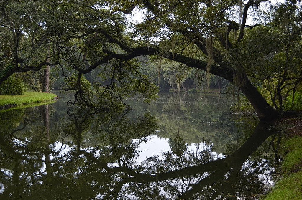 Reflections in the lake, Charles Towne Landing State Historic Site, Charleston, SC by congaree