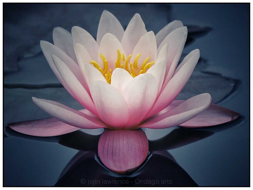 Water Lily by aikiuser