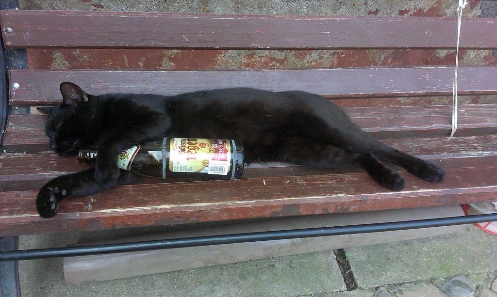 Drunk cat by pavlina
