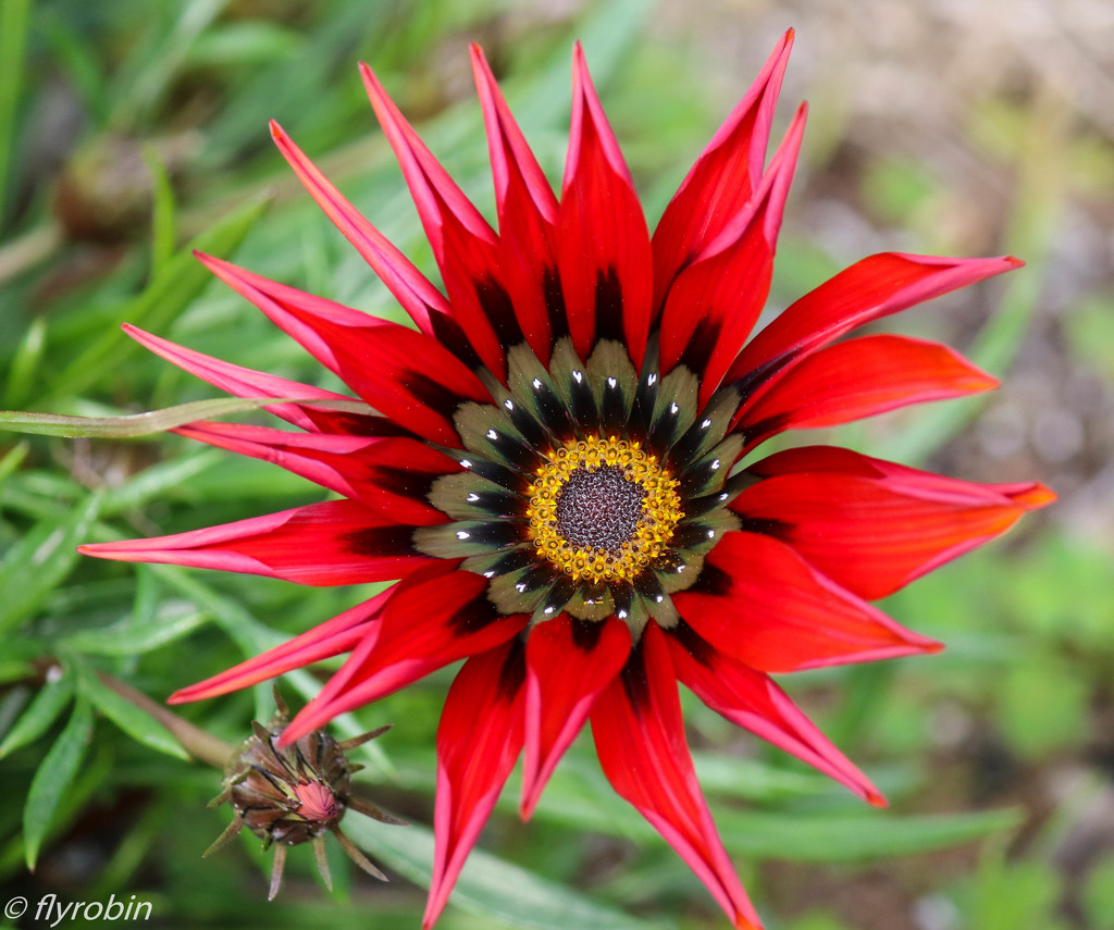 Wildflower beauty by flyrobin