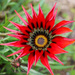 Wildflower beauty by flyrobin
