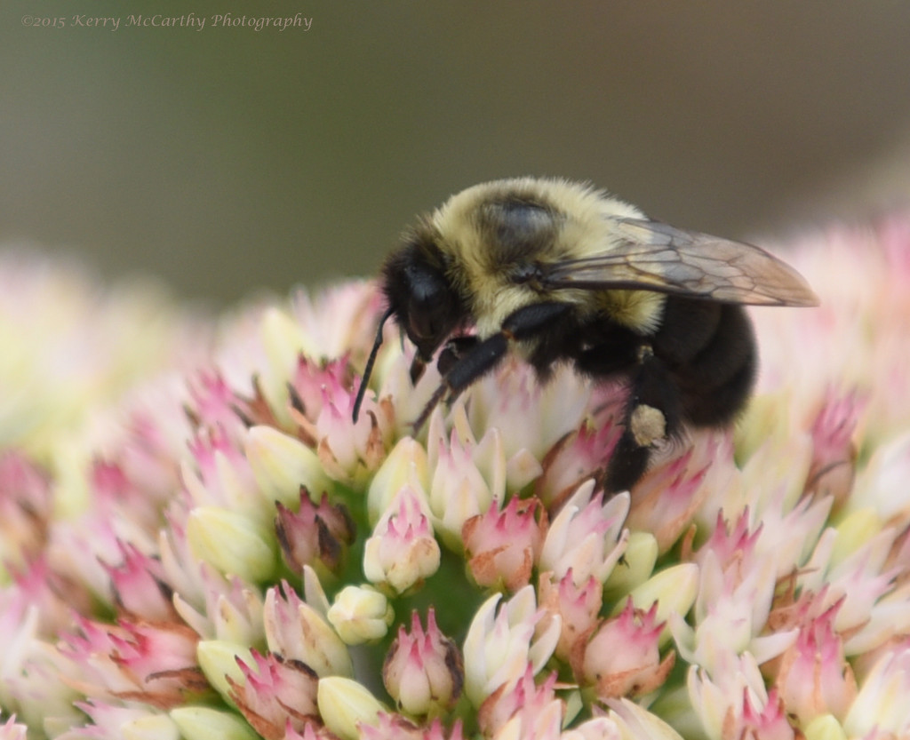 Another bee by mccarth1