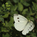 Cabbage White (female) by rhoing