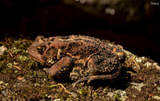 25th Aug 2015 - American Toad