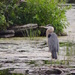 Watchful Blue Heron by sunnygreenwood