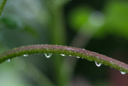 19th Aug 2015 - After the rain