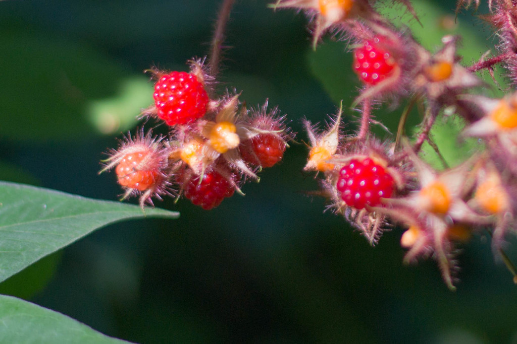 Wild berries by meemakelley