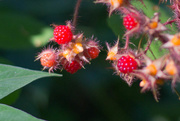 21st Aug 2015 - Wild berries