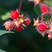Wild berries by meemakelley