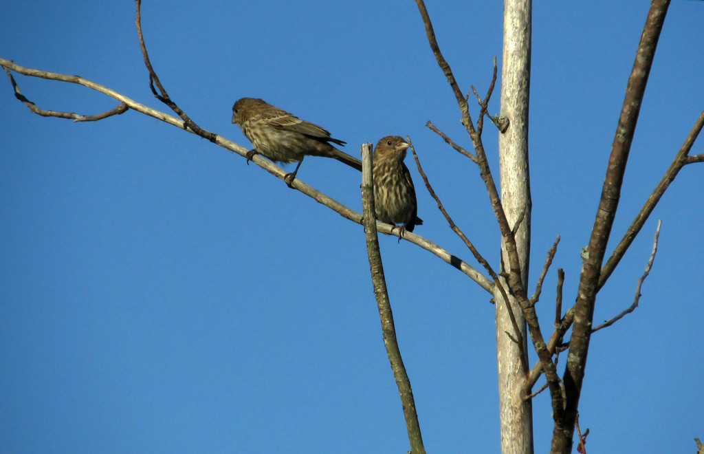 Birdies on a branch by mittens