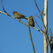 Birdies on a branch by mittens