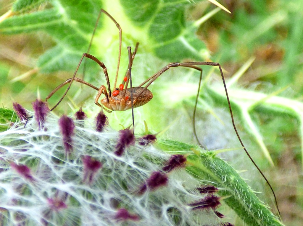 Harvestman with hitchhikers by julienne1
